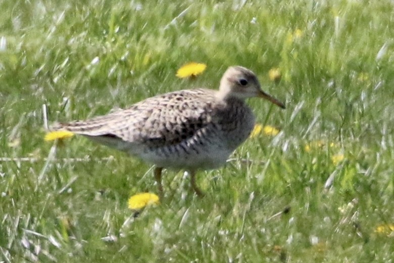 Upland Sandpiper - ML618046269