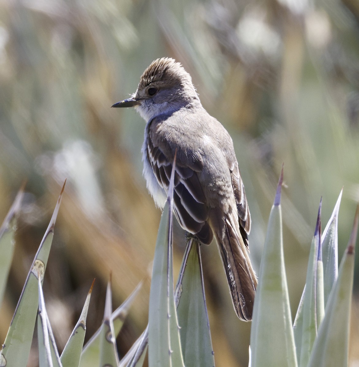 Ash-throated Flycatcher - Adam Dudley