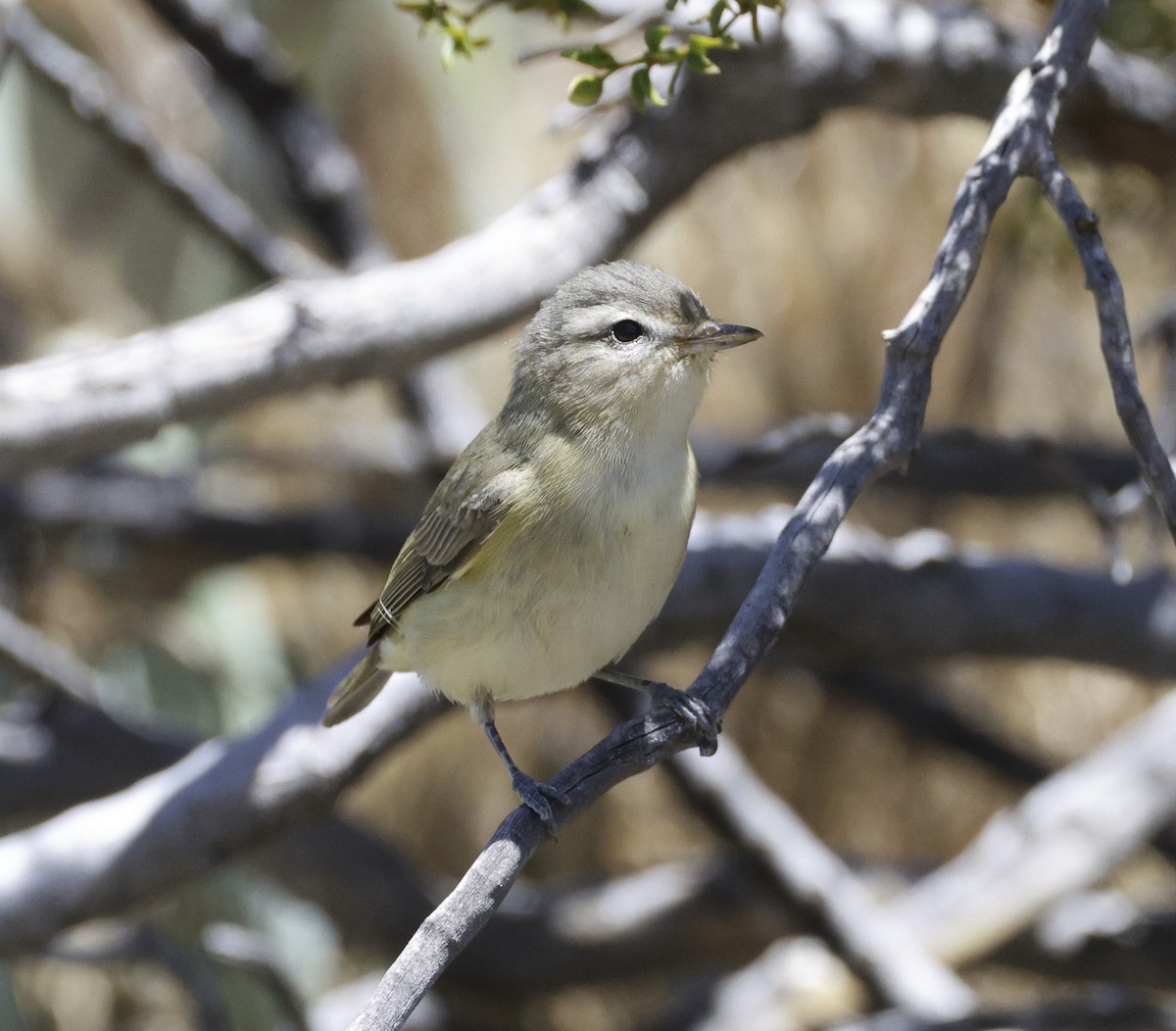 Warbling Vireo - ML618046326