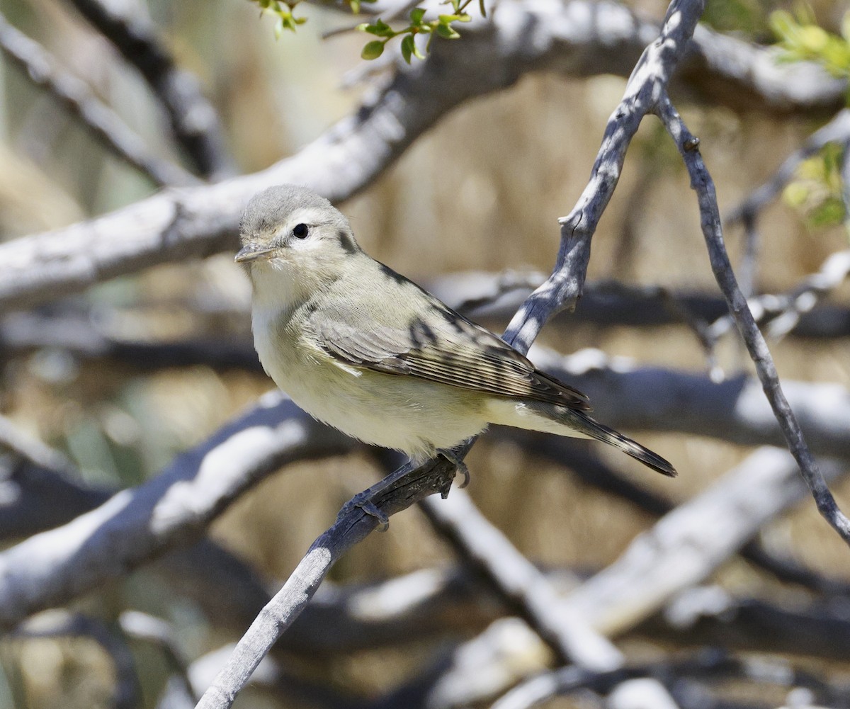 Warbling Vireo - Adam Dudley