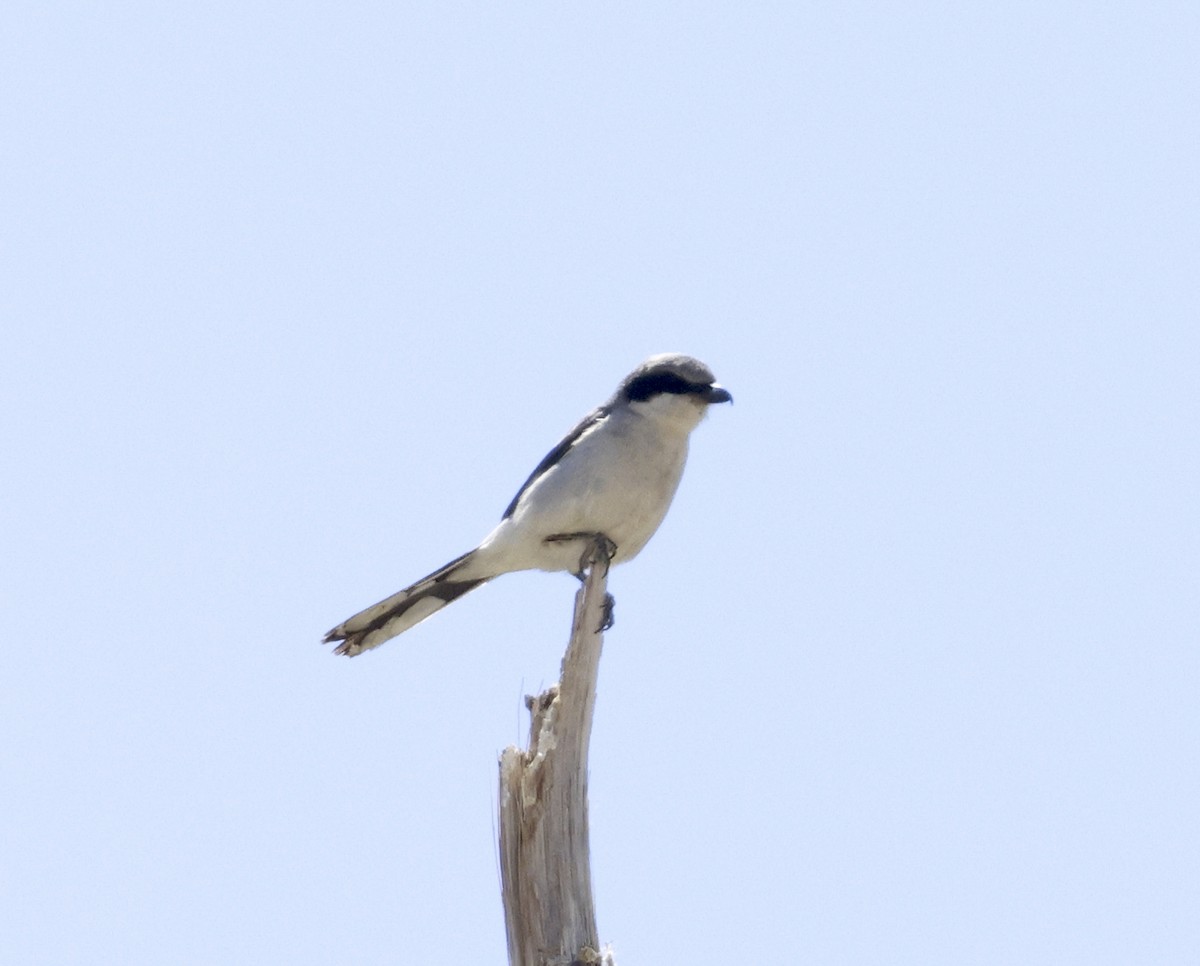 Loggerhead Shrike - ML618046334