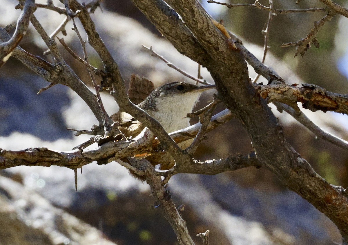 Canyon Wren - Adam Dudley