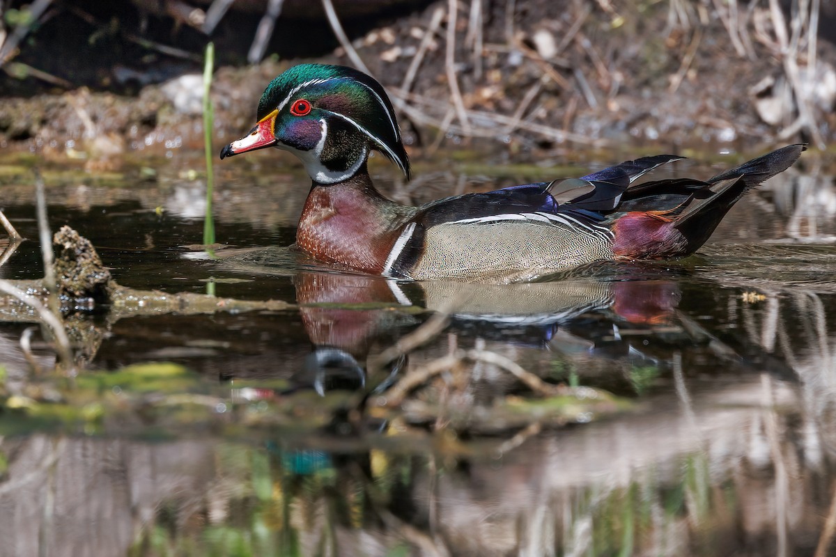 Wood Duck - ML618046366