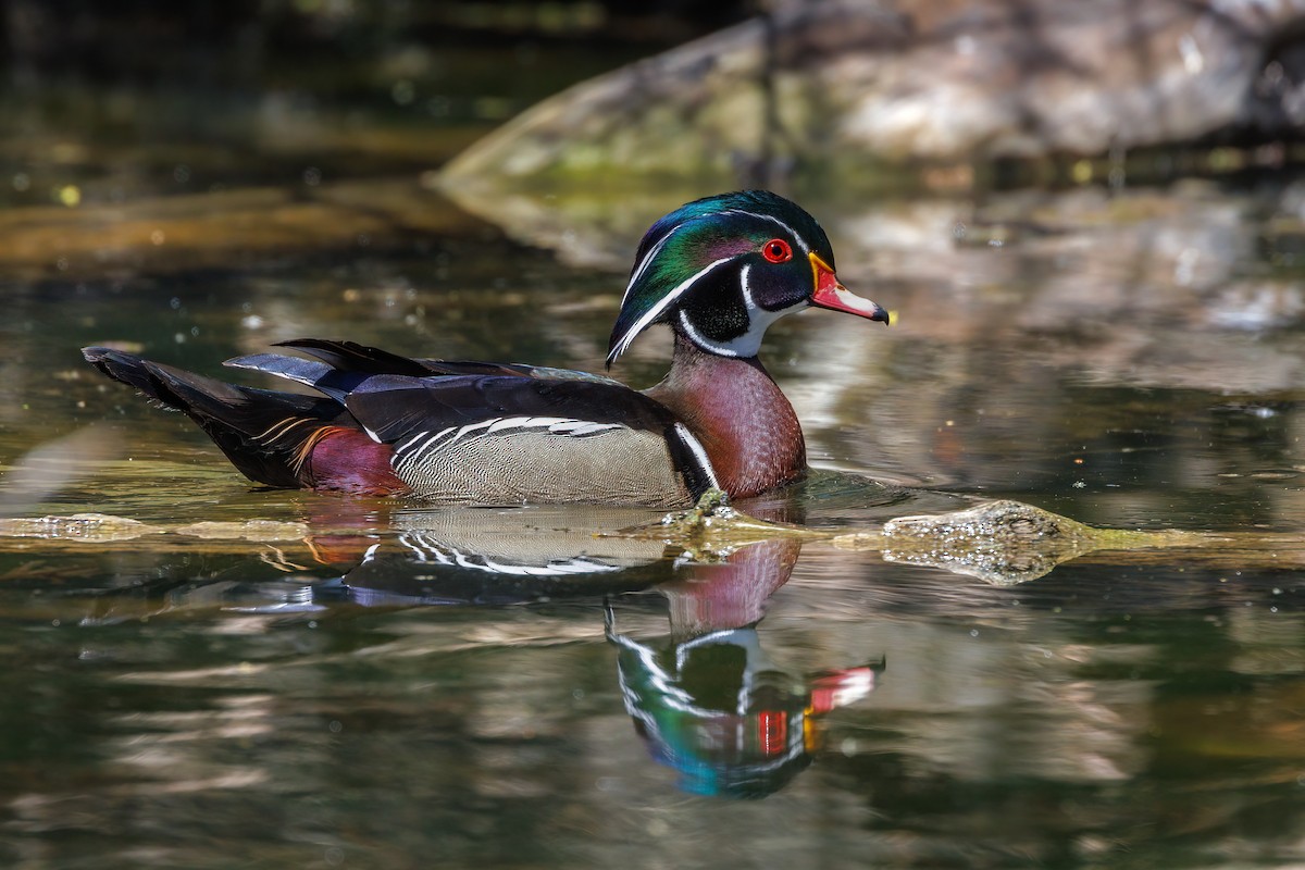 Wood Duck - ML618046368