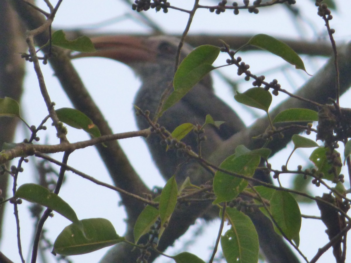 Malabar Gray Hornbill - Ashok Kalburgi