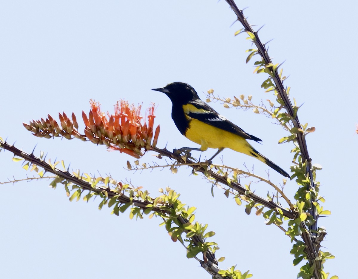 Oriole jaune-verdâtre - ML618046398