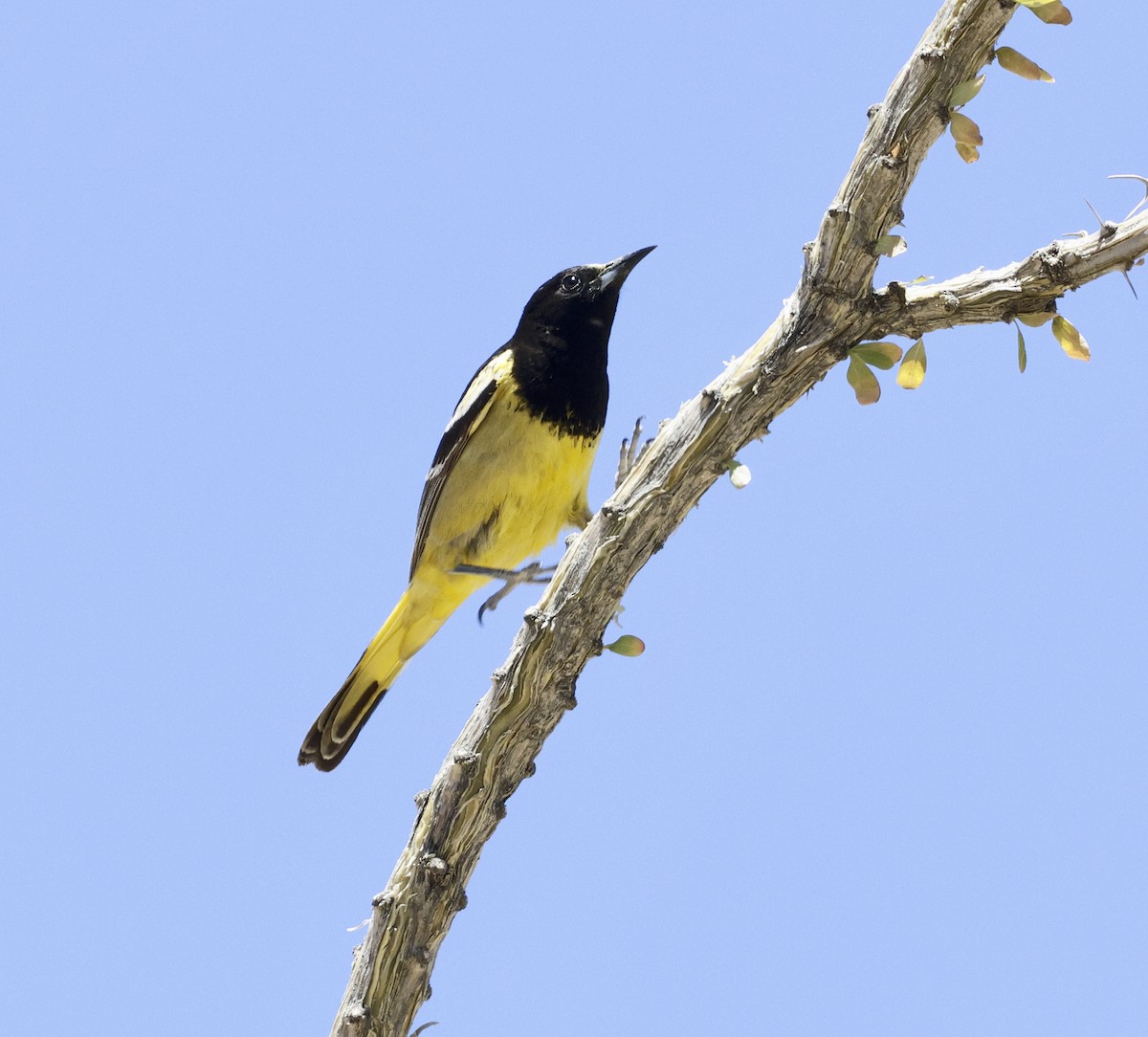 Scott's Oriole - ML618046401