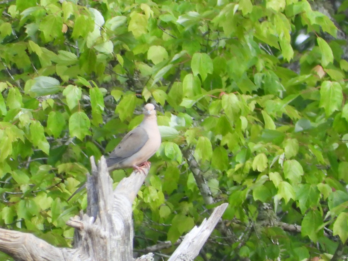 Mourning Dove - ML618046402