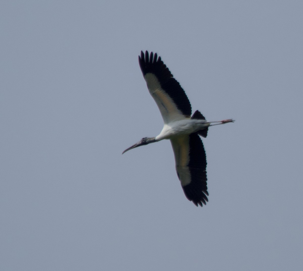 Wood Stork - ML618046405