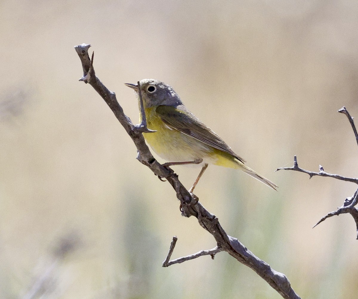 Nashville Warbler - ML618046410