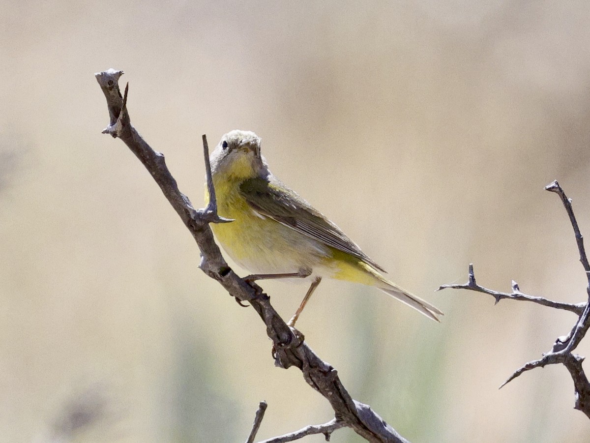 Nashville Warbler - ML618046411