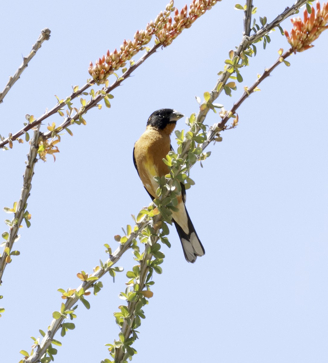 Black-headed Grosbeak - ML618046442