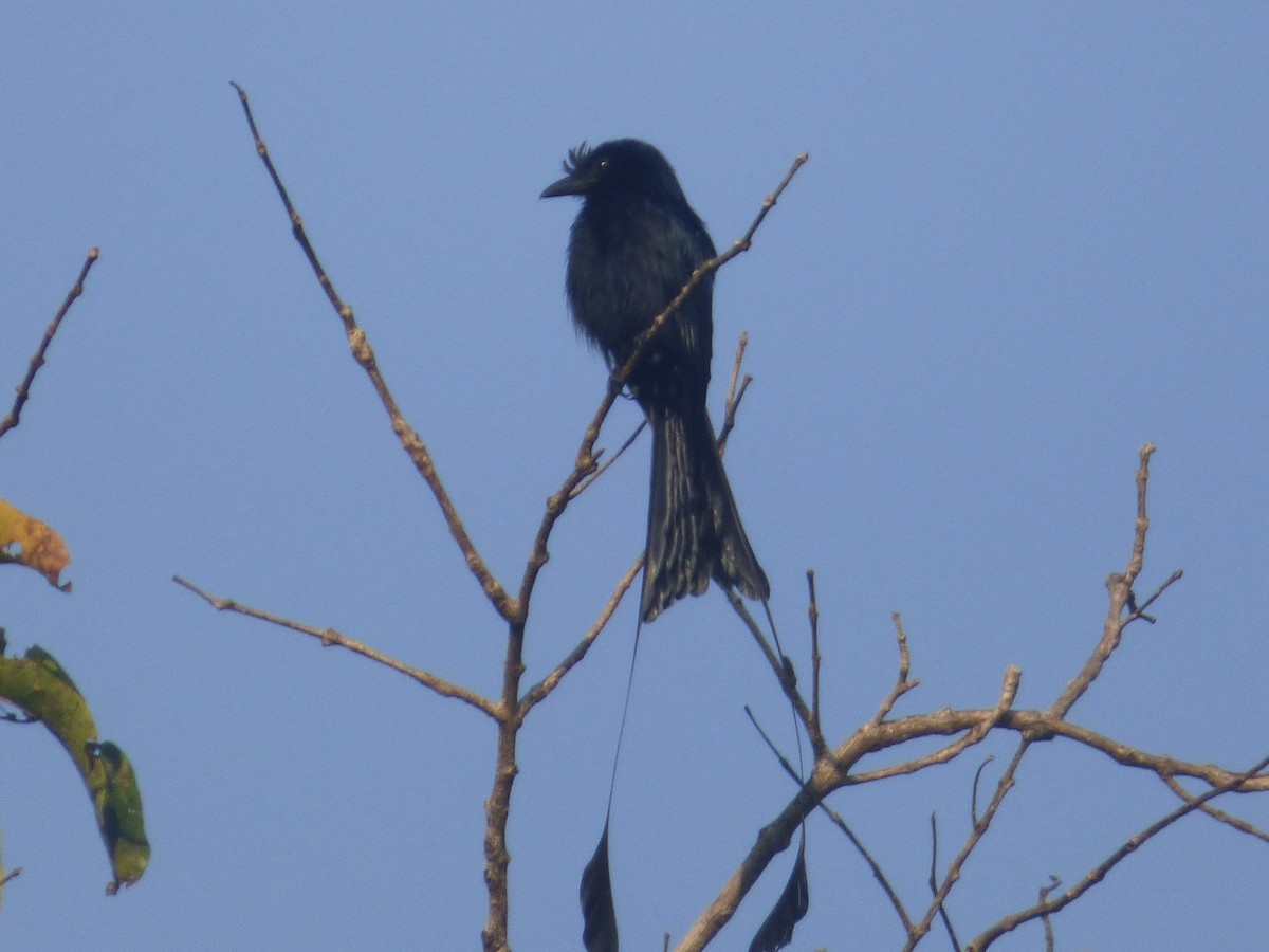 Greater Racket-tailed Drongo - Ashok Kalburgi