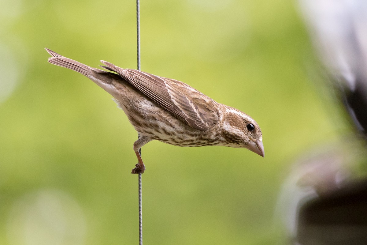 Purple Finch - Johanne Cousineau