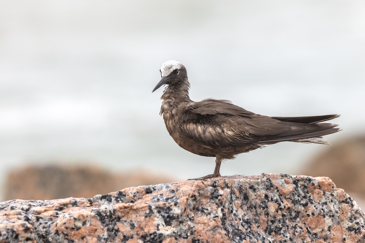 Black Noddy - ML618046475