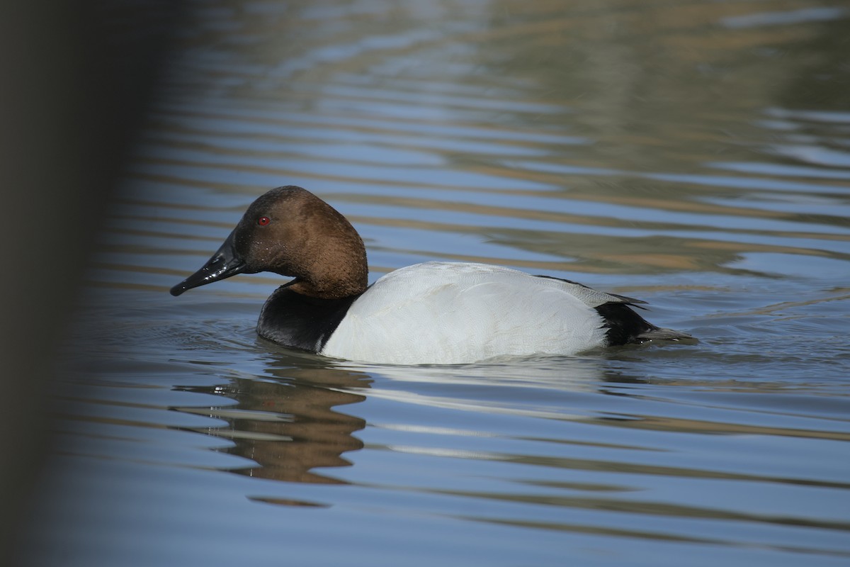 Canvasback - ML618046514