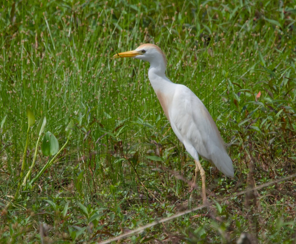 Western Cattle Egret - ML618046517