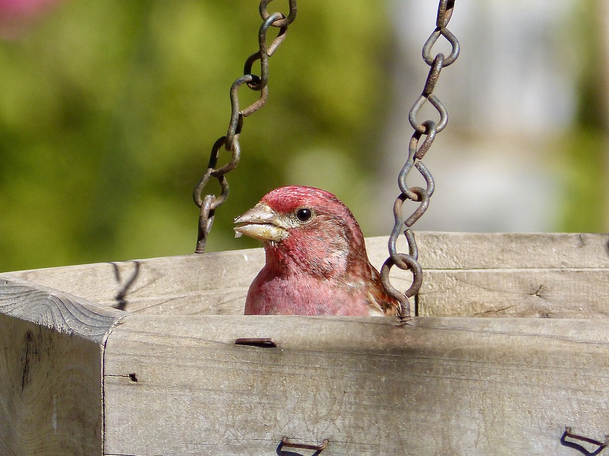 Purple Finch - ML618046534