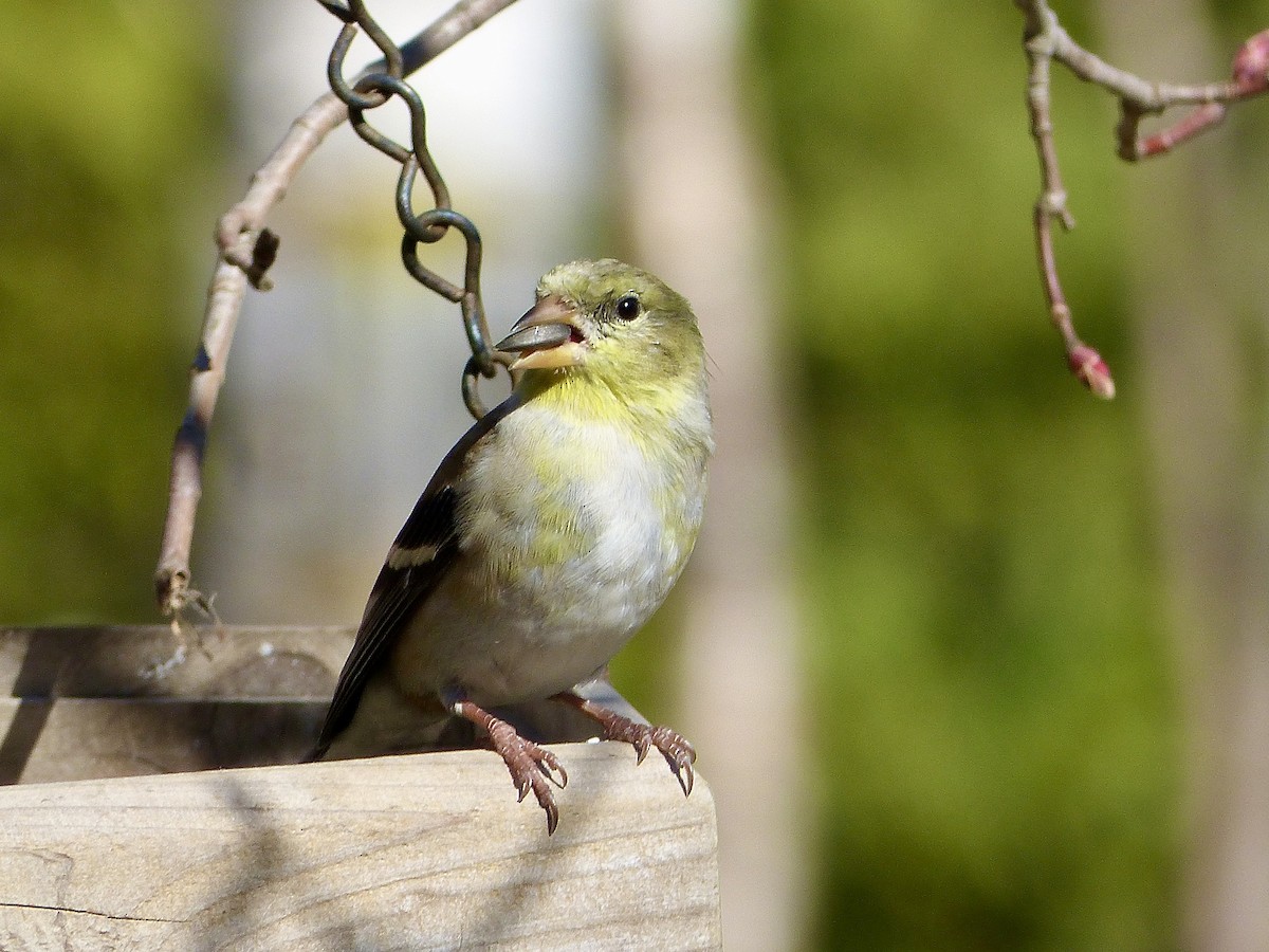 American Goldfinch - ML618046559