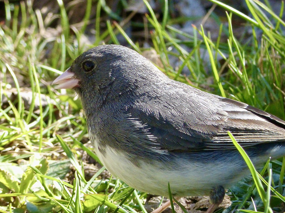 Dark-eyed Junco - ML618046582