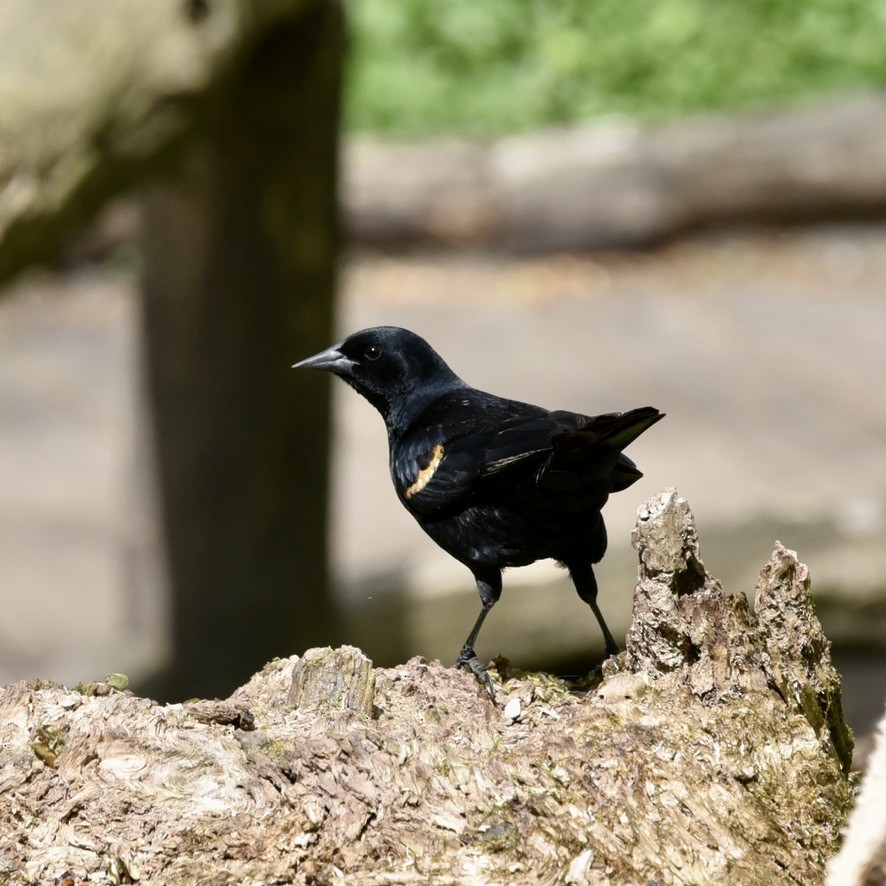 Red-winged Blackbird (Red-winged) - Claire He