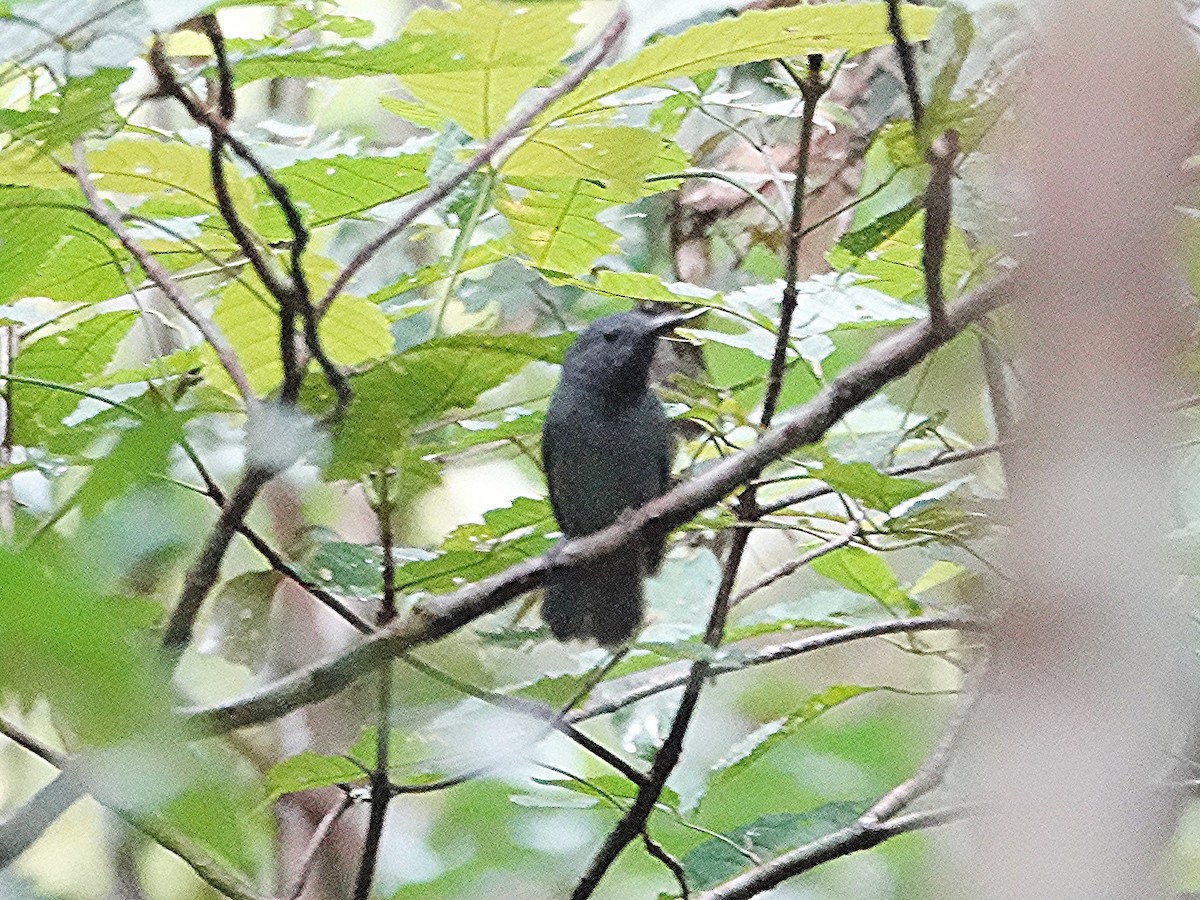 Dusky-throated Antshrike - ML618046606