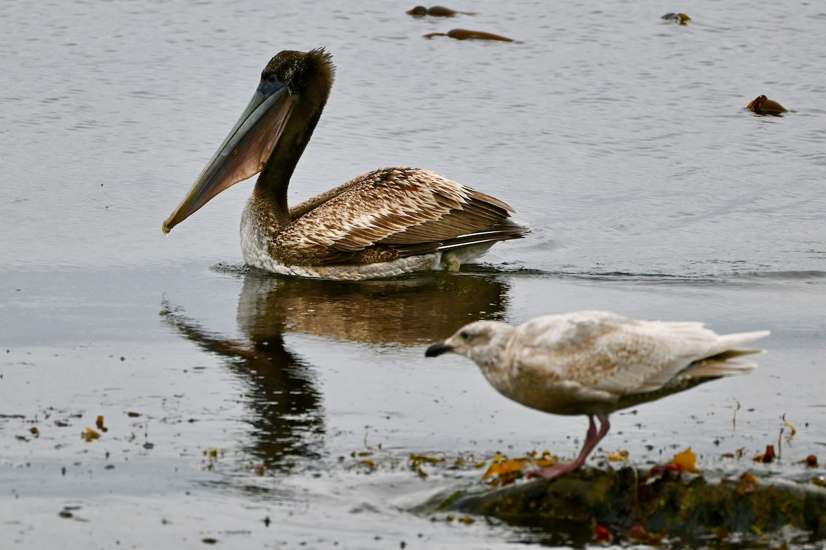 Brown Pelican - Geoffrey Newell