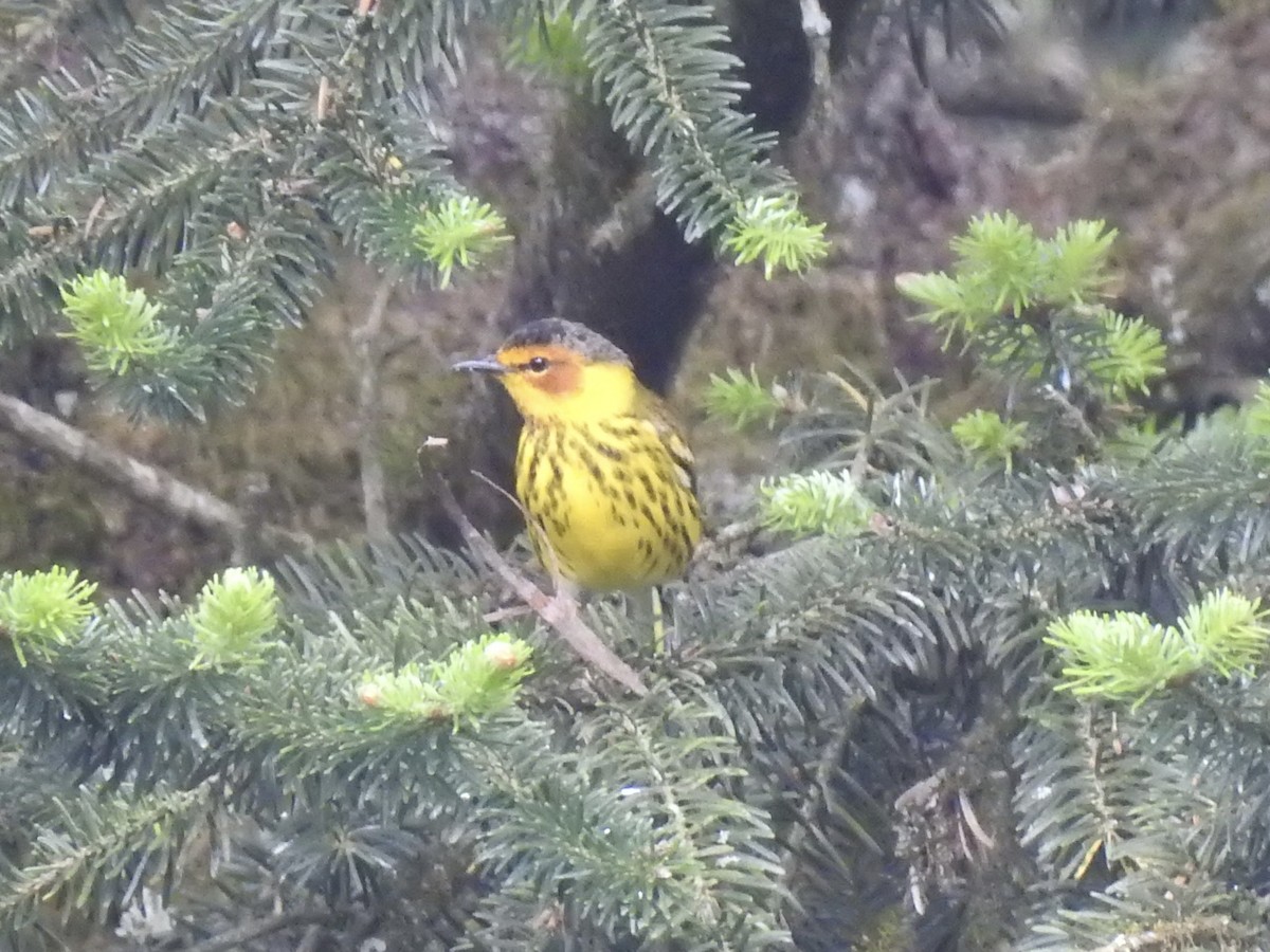 Cape May Warbler - ML618046629