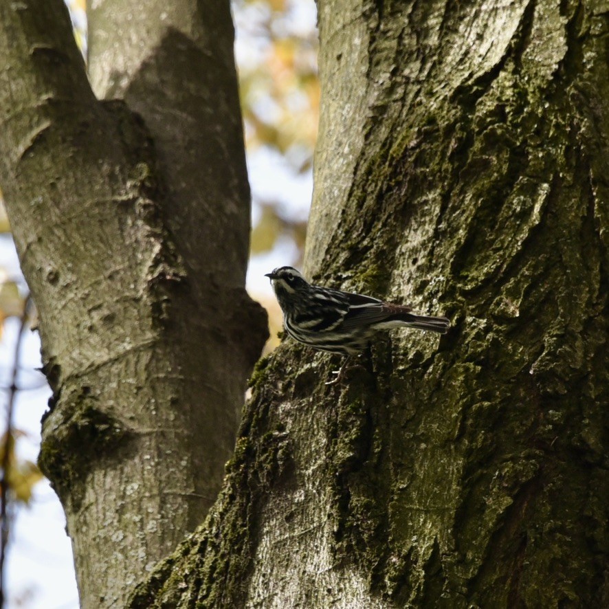 Black-and-white Warbler - ML618046636