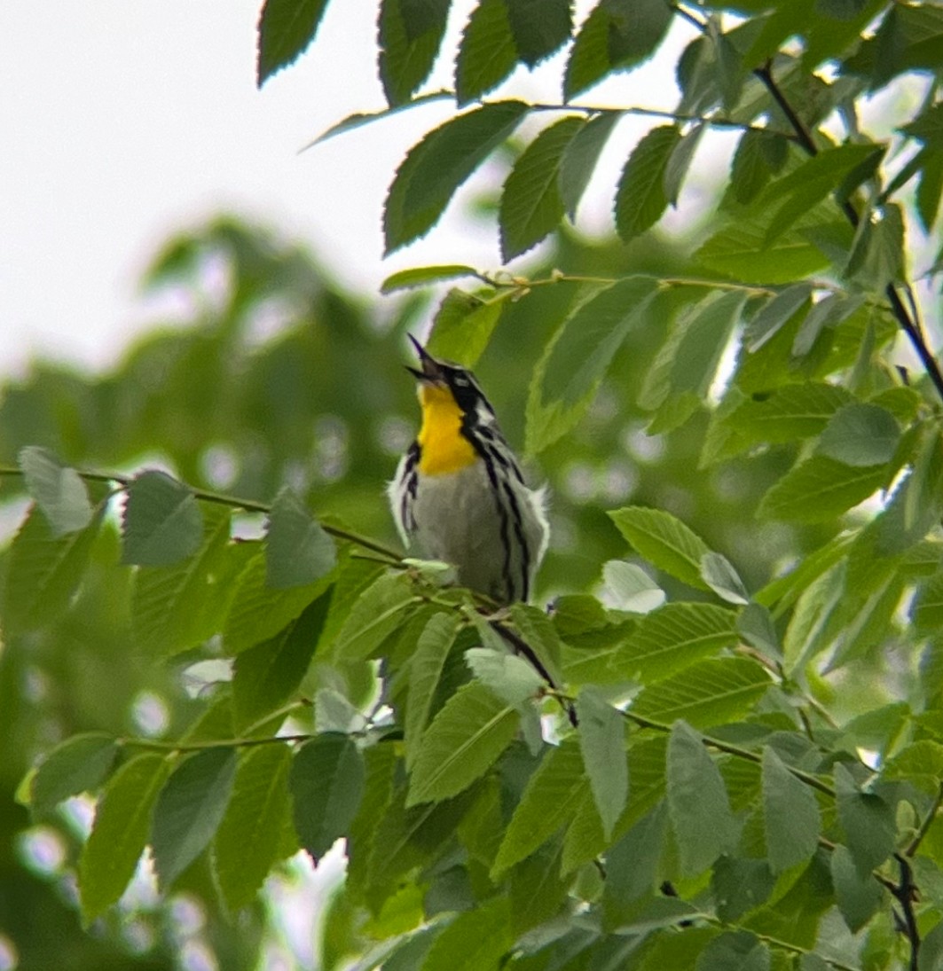 Yellow-throated Warbler - ML618046649