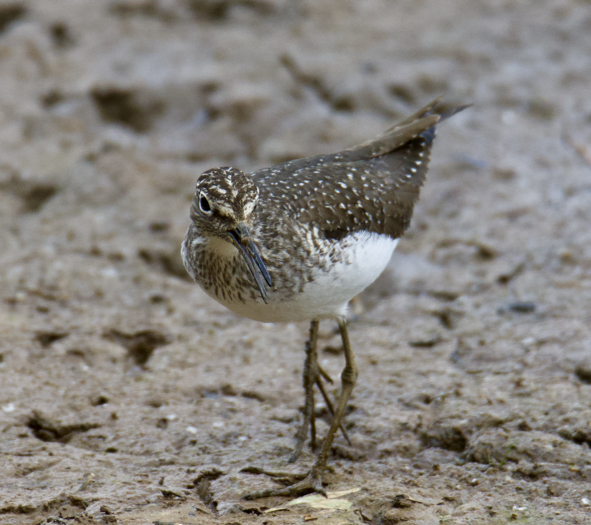 Solitary Sandpiper - ML618046675