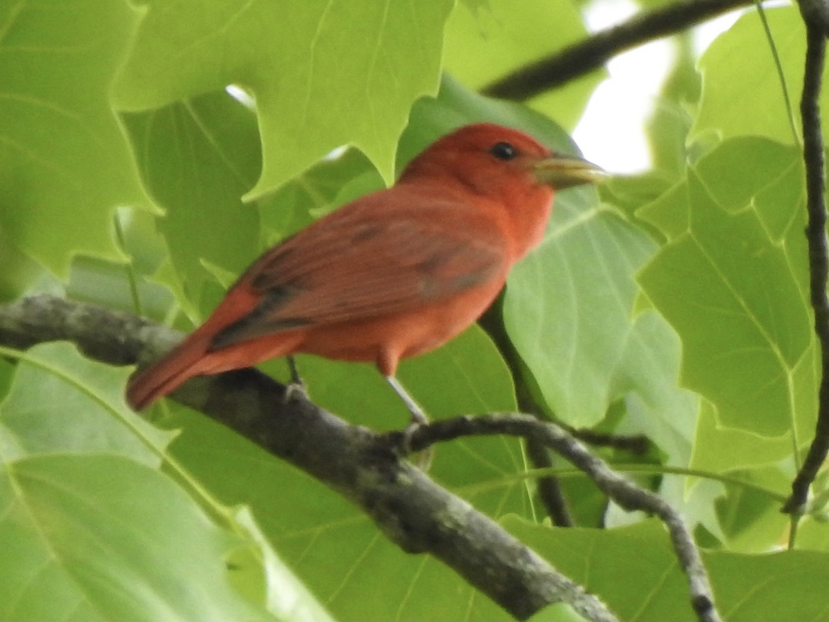 Summer Tanager - ML618046682