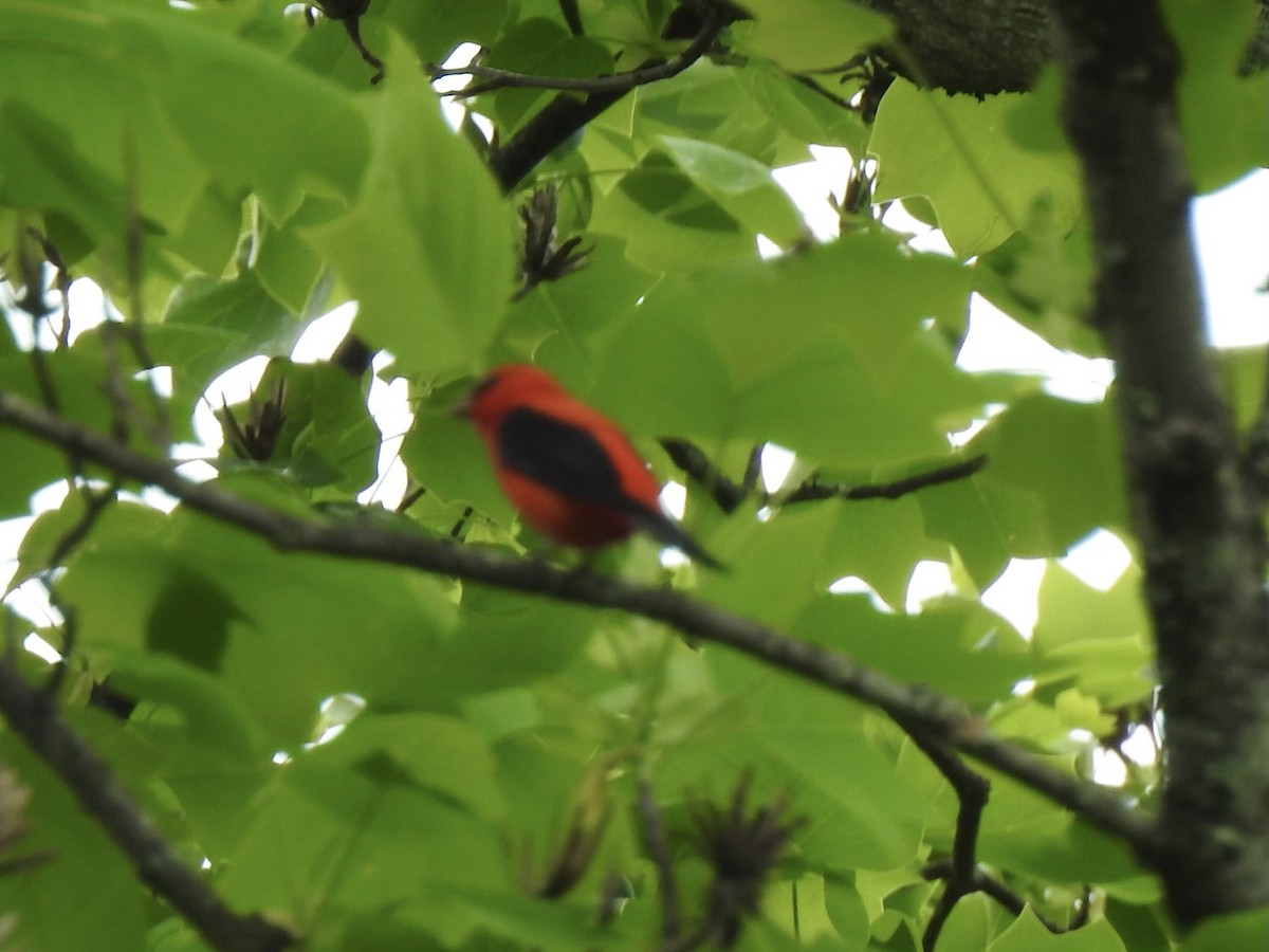 Scarlet Tanager - ML618046693