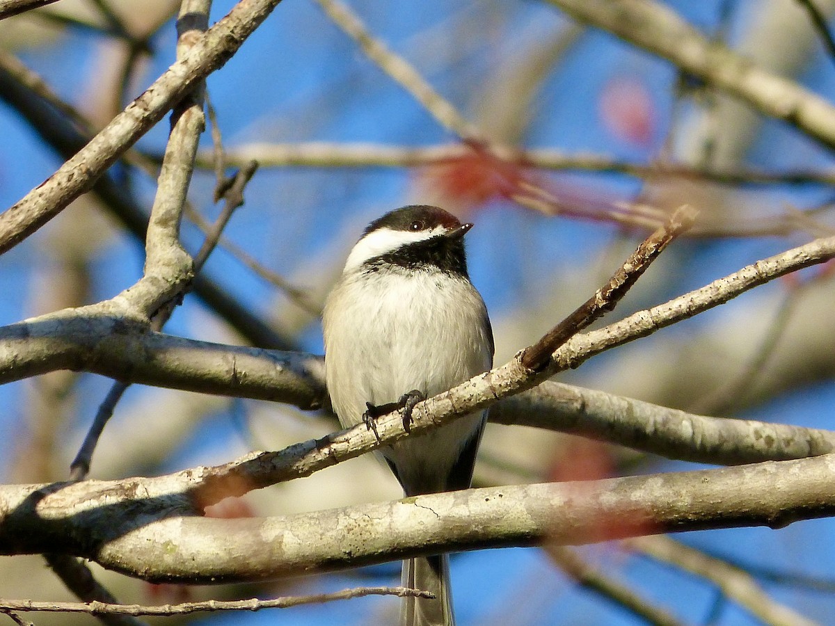 Black-capped Chickadee - ML618046698