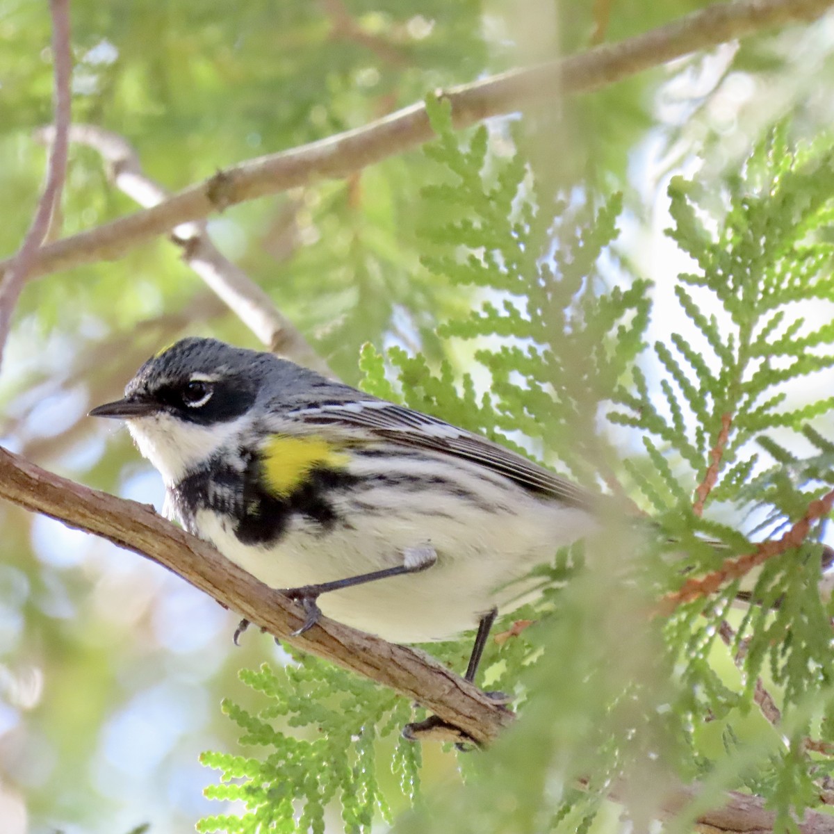 Yellow-rumped Warbler - Kristen Lindquist