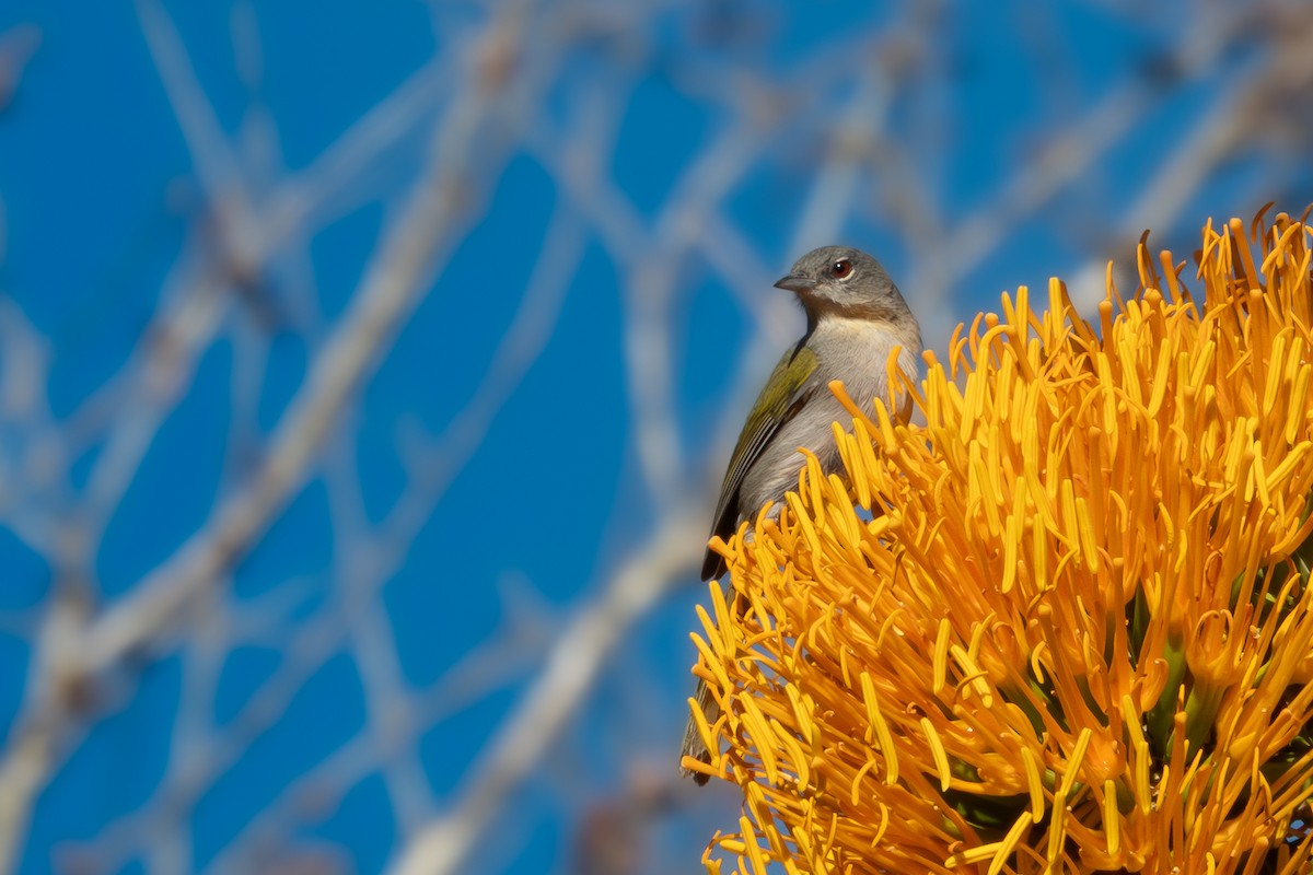 Green-tailed Warbler - ML618046709