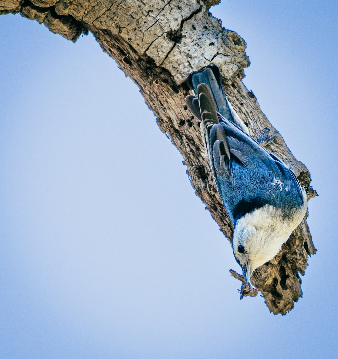 White-breasted Nuthatch - Georgia Wyatt