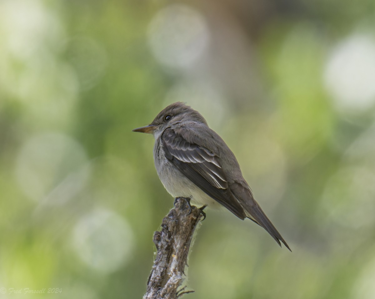 Western Wood-Pewee - ML618046713