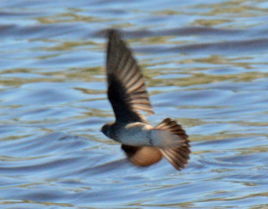 Northern Rough-winged Swallow - Michael J Good