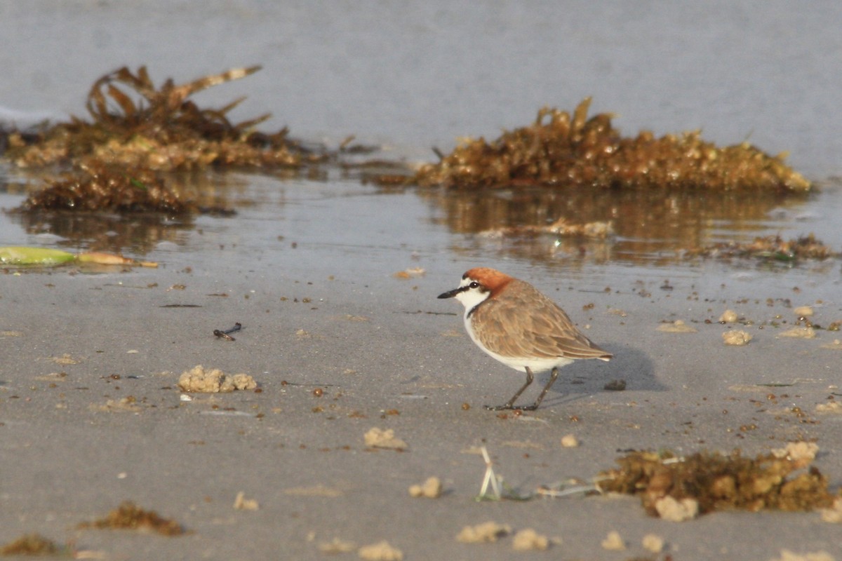 Red-capped Plover - Michael  Willis