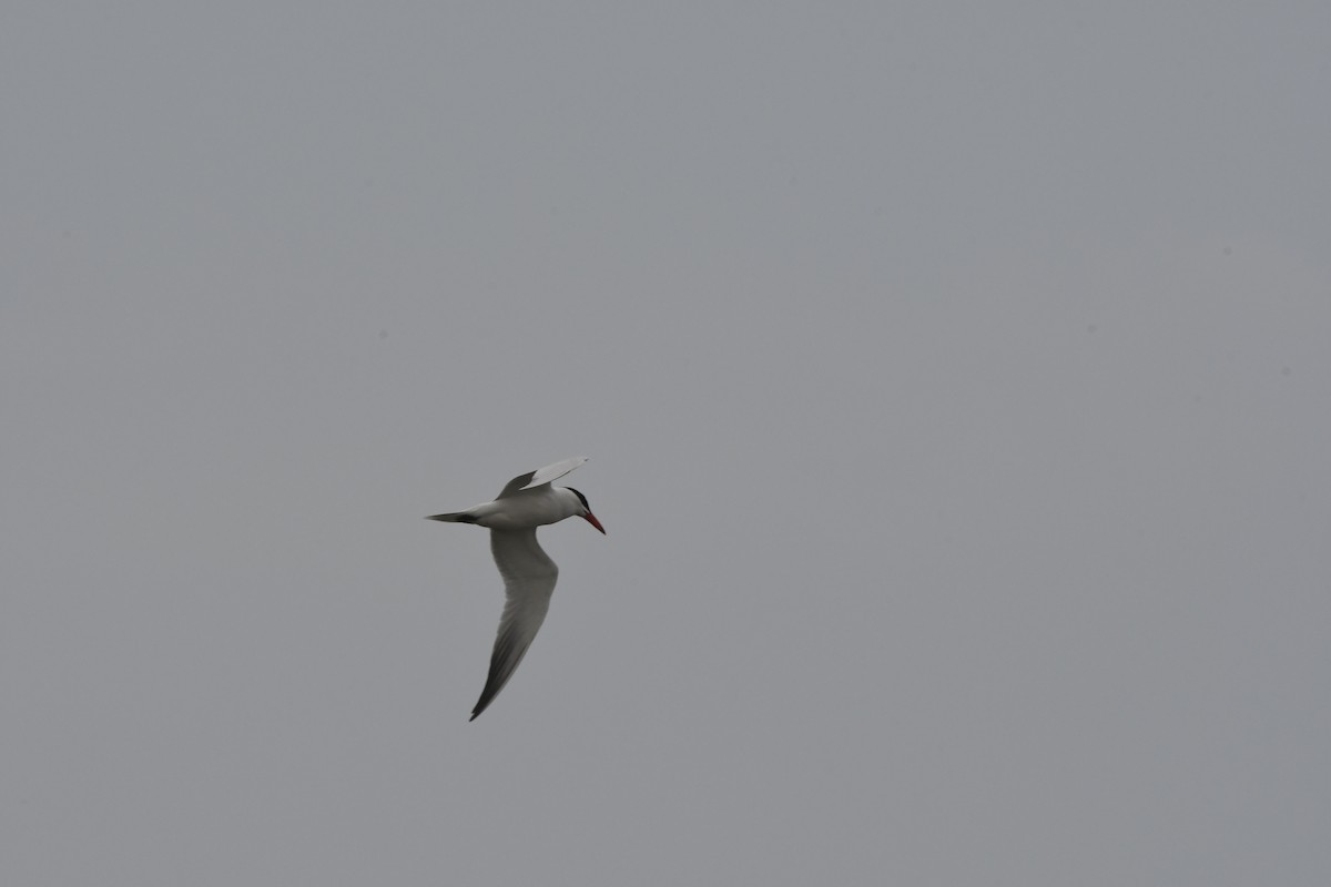 Caspian Tern - Peter Billingham