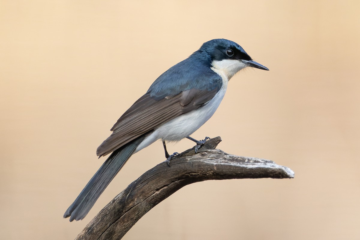 Restless Flycatcher - ML618046850