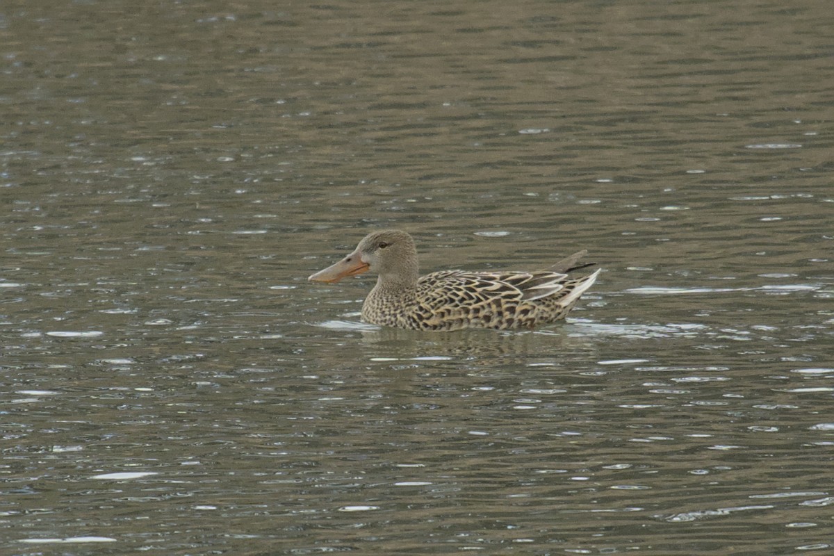 Northern Shoveler - Michael Drevininkas