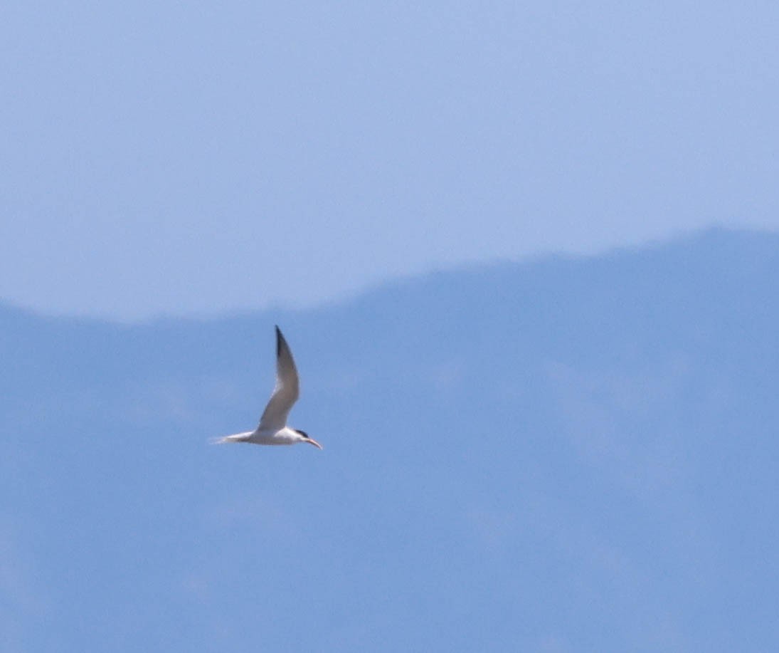 Elegant Tern - ML618046922