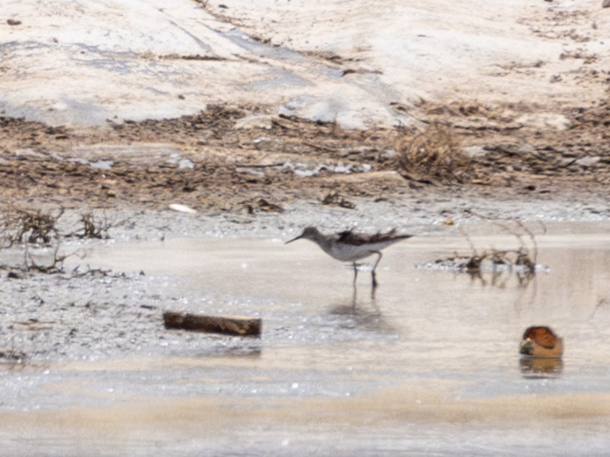 Solitary Sandpiper - Philip Kline