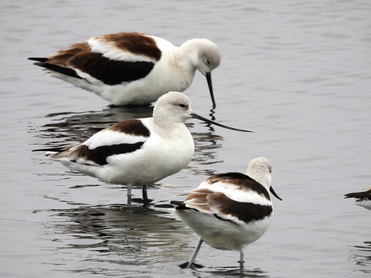 American Avocet - S. K.  Jones