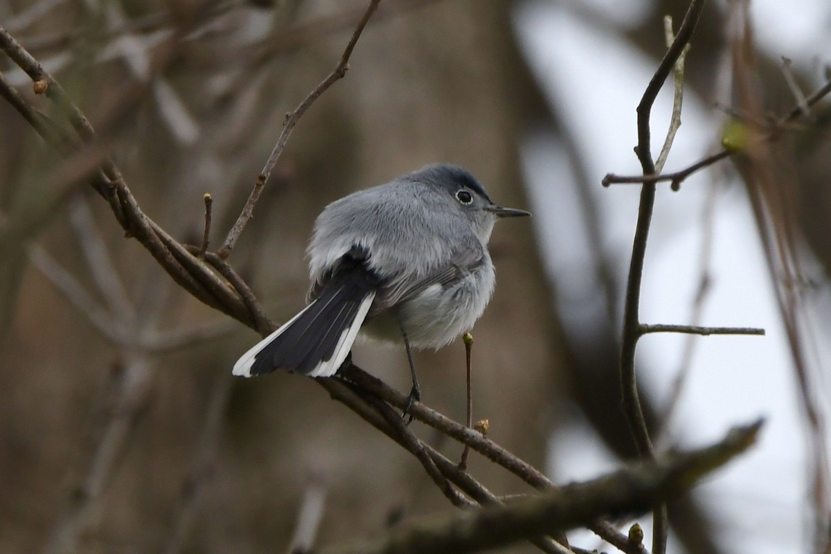 Gobemoucheron gris-bleu - ML618047009