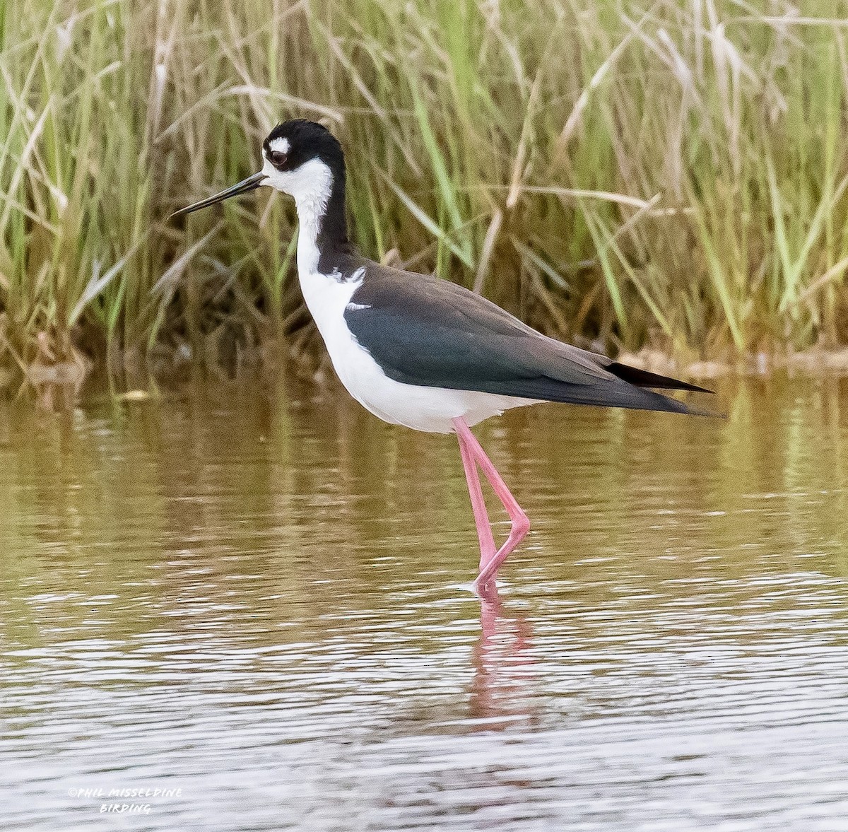 Schwarznacken-Stelzenläufer - ML618047019