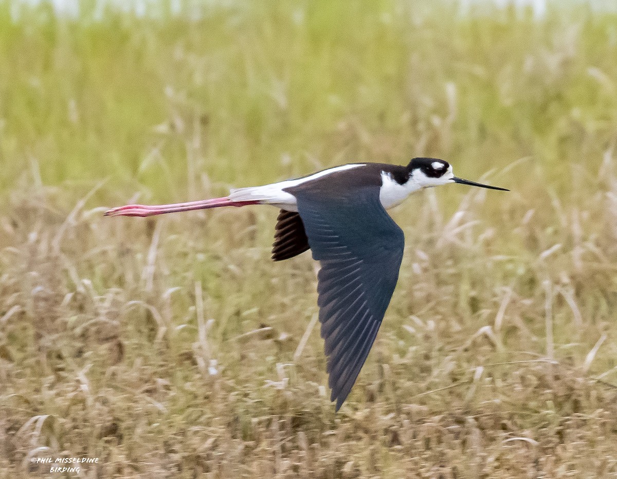 Black-necked Stilt - Phil Misseldine