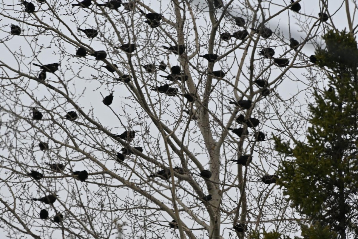 Common Grackle - ML618047028